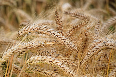 brown wheat in macro shot thumbnail
