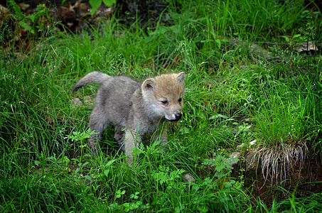 gray and brown puppy on green grass field thumbnail