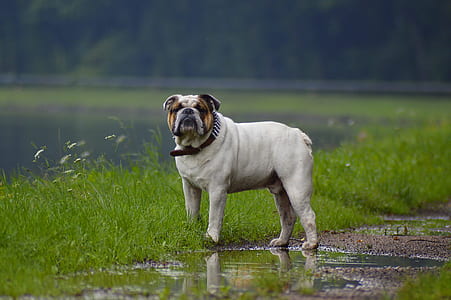 selective focus photography of English bulldog standing on grass near body of water thumbnail