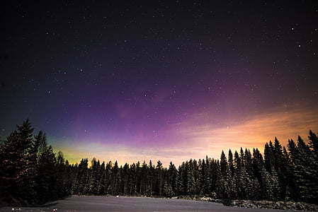 pine tree under Northern Light thumbnail