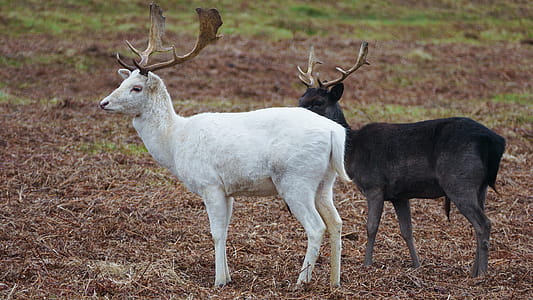 White and Black Deers thumbnail