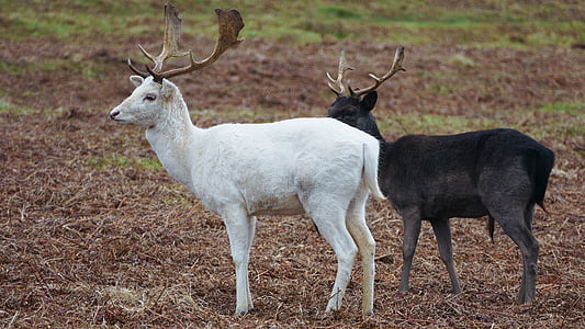 two white and black bucks thumbnail