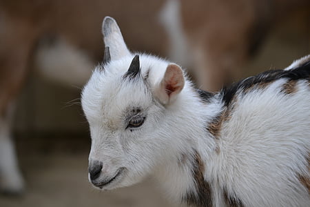 shallow focus photo of white sheep thumbnail