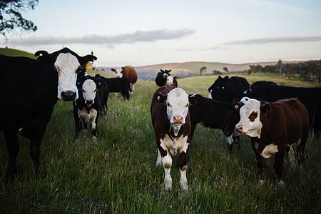 Close-up Photography of Cows thumbnail