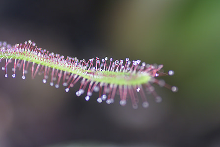 close-up photography of green and pink flower thumbnail