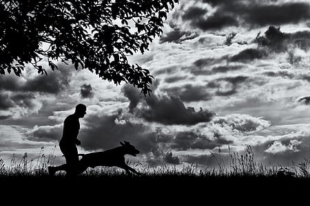 silhouette of dog and man runs on grass field thumbnail