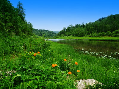 river between forest during daytime thumbnail
