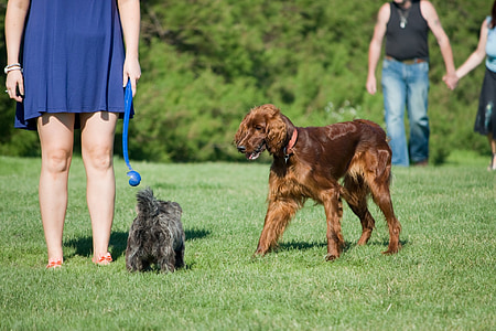 short-coated brown dog on grass field thumbnail