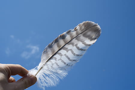 person holding up a gray and white feather under clear skies thumbnail