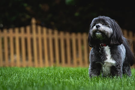adult black and white shih tzu thumbnail