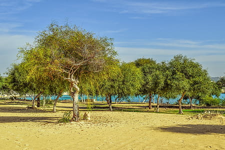 trees on field thumbnail