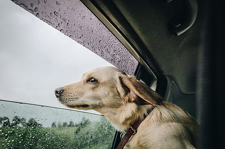 dog, travel, rain, window thumbnail