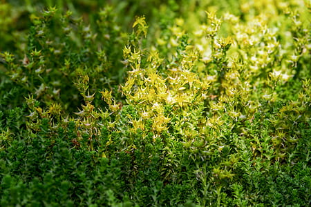green leafed plant thumbnail
