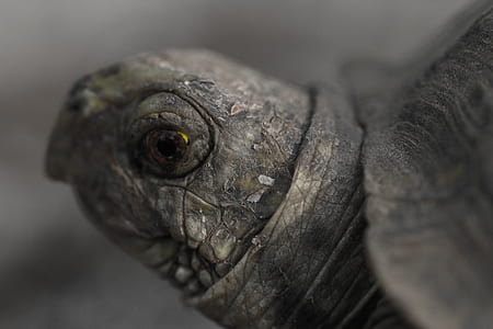 closeup photography of grey turtle thumbnail