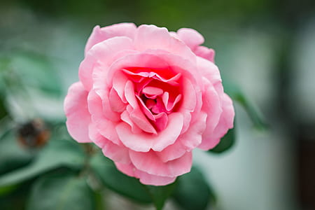Close-Up Photography of Pink Flower thumbnail