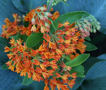 selective focus photo of orange flowers thumbnail
