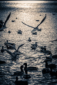 white birds on water thumbnail