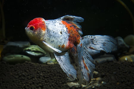gray and red fish thumbnail
