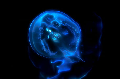 blue smoke fantasy digital wallpaper thumbnail