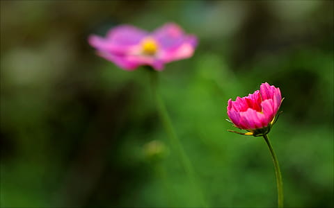 Close-up Photography of Flower thumbnail