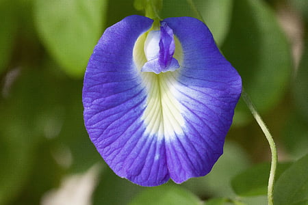 white and blue pea flower in close-up photography thumbnail