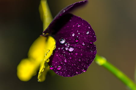 closed-up photography water dew on purple flower thumbnail