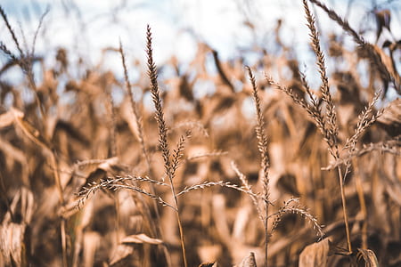 selective photography of wheat plant at daytime thumbnail
