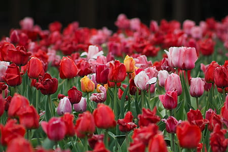 closeup photo of red and pink flowers thumbnail