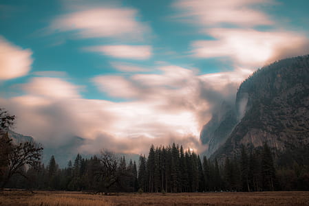 black bare trees near mountain thumbnail