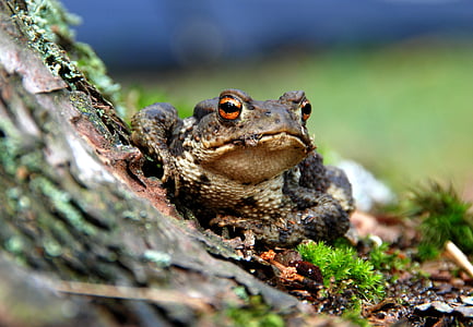 gray forest frog thumbnail