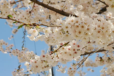 close-up photography of white petaled flowers thumbnail
