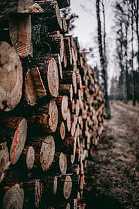 brown chopped tree logs during daytime thumbnail