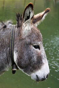 brown and white donkey thumbnail