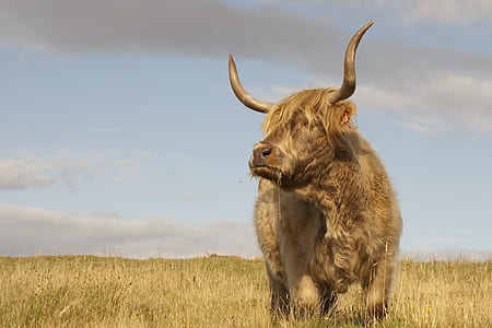 brown yak on brown grass field at daytime thumbnail