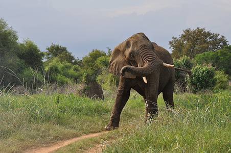 brown elephant on pathway between grasses thumbnail