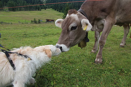 brown cattle kissing long-coated white dog thumbnail