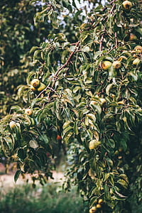 round green fruit tree at daytime thumbnail