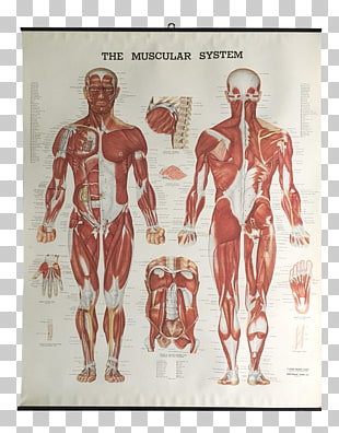 8 Muscular System Anatomical Chart Png Cliparts For Free The Muscular System Anatomical Chart Muscle Anatomy Human Body Others Png Clipart