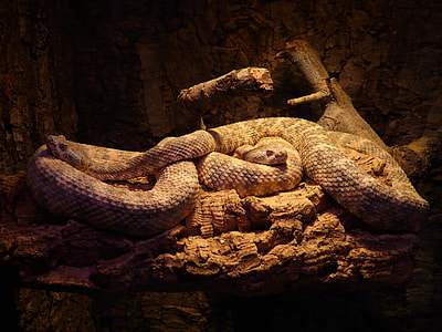 gray and white snake thumbnail