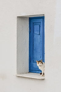 calico cat on blue wooden window thumbnail