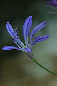 purple lily of the Nile flower in close-up photography thumbnail