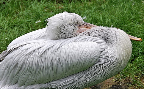 white pelican on green grass field thumbnail