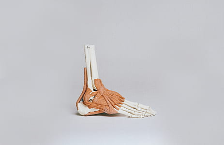 white and brown skeleton foot thumbnail