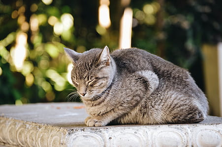 Gray and Black Cat Prone on Gray Concrete Surface at Daytime thumbnail