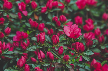 red petaled flowers thumbnail