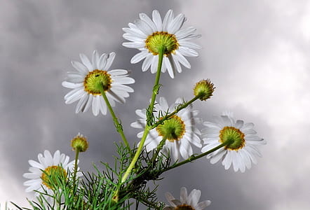selective focus photo of white daisy flowers thumbnail