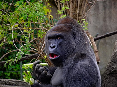 gorilla eating vegetable thumbnail