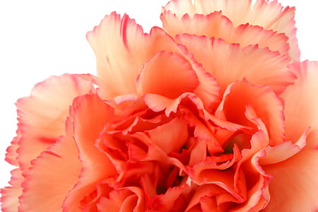 orange carnation flower in bloom macro photo thumbnail