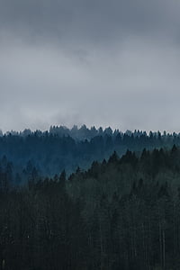 green forest thumbnail