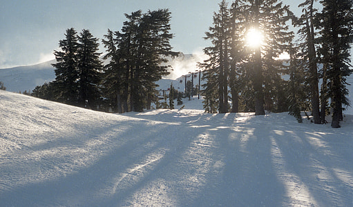 silhouette of trees covered by snow thumbnail